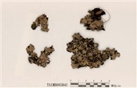 藏品(裸緣梅衣屬)的圖片